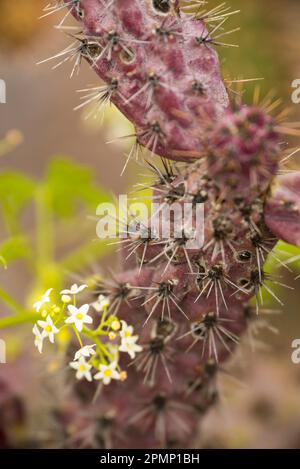 Cactus en fleurs ; basse Californie, Mexique Banque D'Images