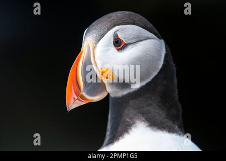 Portrait d'un Atlantique, ou macareux, sur fond noir, Machias Seal Island, Maine, USA ; Cutler, Maine, États-Unis d'Amérique Banque D'Images