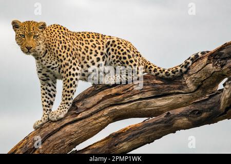 Portrait d'une femelle léopard (Panthera pardus) sur une branche d'arbre ; delta de l'Okavango, Botswana Banque D'Images