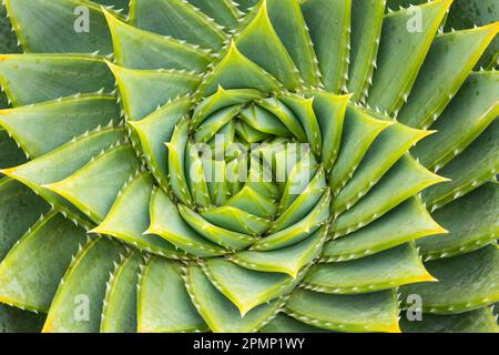 Motifs d'une plante succulente, un aloès en spirale (Aloe polyphylla) ; île Kangaroo, Australie Banque D'Images