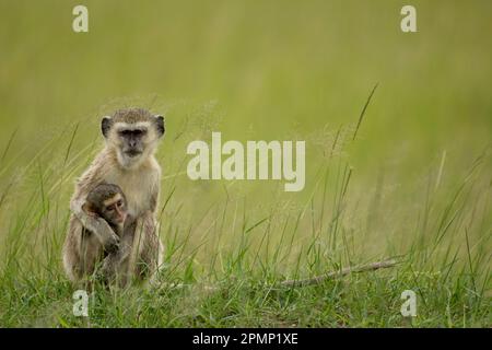 Femelle Vervet singe (Chlorocebus pygerythrus) avec des jeunes pendant la saison humide ; Delta de l'Okavango, Botswana Banque D'Images