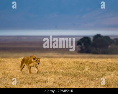 La femelle Lion (Panthera leo) proie des tiges dans le nord-est de la Tanzanie. ; Cratère Ngorongoro, région d'Arusha, Tanzanie Banque D'Images