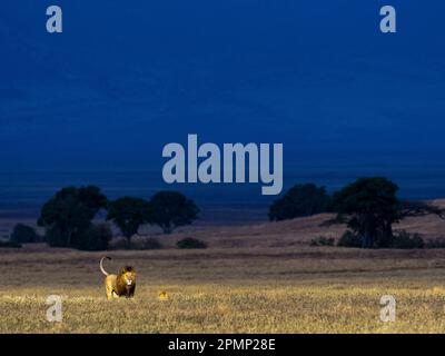 Le lion mâle (Panthera leo) marque son territoire, tandis que la femelle reste cachée dans l'herbe ; cratère Ngorongoro, région d'Arusha, Tanzanie Banque D'Images