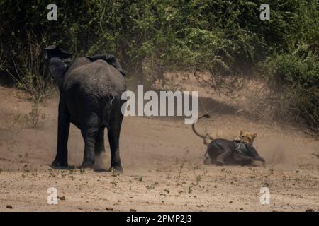 L'éléphant de brousse d'Afrique (Loxodonta africana) observe la lionne (Panthera leo) s'emparent d'un veau dans le parc national de Chobe ; Chobe, Botswana Banque D'Images