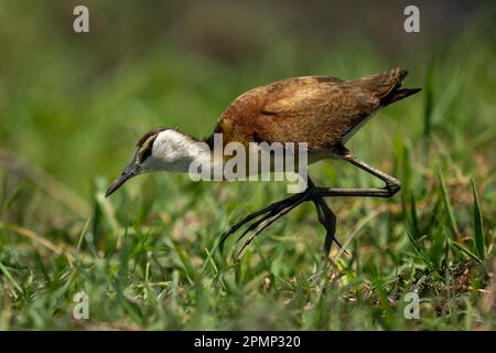 Le jacana africain (Actophilornis africanus) se promène dans l'herbe en se penchant bas dans le parc national de Chobe ; Chobe, Botswana Banque D'Images