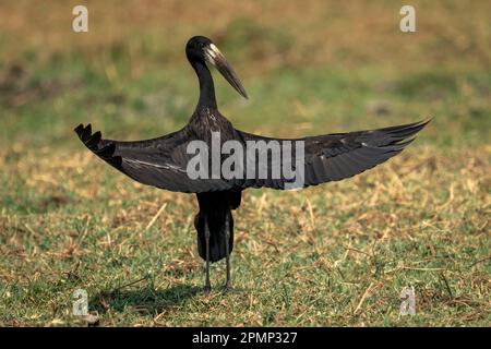 Le bec ouvert africain (Anastomus lamelligerus) se dresse sur des ailes d'ouverture d'herbe dans le parc national de Chobe ; Chobe, Botswana Banque D'Images