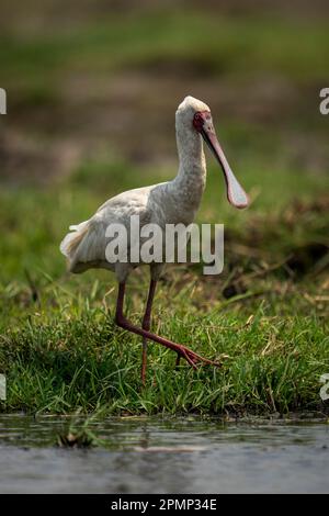 La spatule africaine (Platalea alba) se promène dans l'herbe le long de la rive du fleuve dans le parc national de Chobe ; Chobe, Botswana Banque D'Images