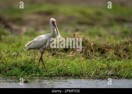 La spatule africaine (Platalea alba) marche sur l'herbe le long de la rive du fleuve dans le parc national de Chobe ; Chobe, Botswana Banque D'Images