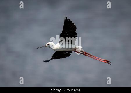 L'altin à ailes noires (Himantopus himantopus) survole la rivière en déployant des ailes dans le parc national de Chobe ; Chobe, Botswana Banque D'Images