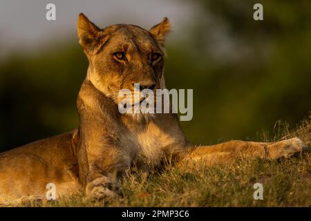 Gros plan de Lionne (Panthera leo) sur une pente herbeuse dans le parc national de Chobe. Elle a un pelage brun doré avec les yeux bruns ; Chobe, Botswana Banque D'Images