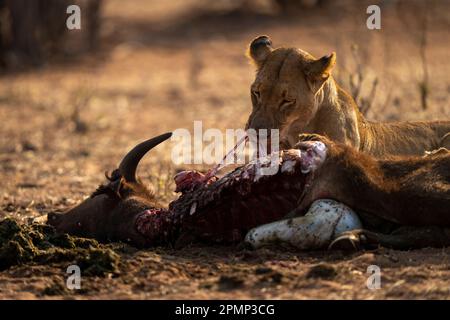 Gros plan de la lionne (Panthera leo) couchée et se nourrissant de buffles dans le parc national de Chobe ; Chobe, Botswana Banque D'Images