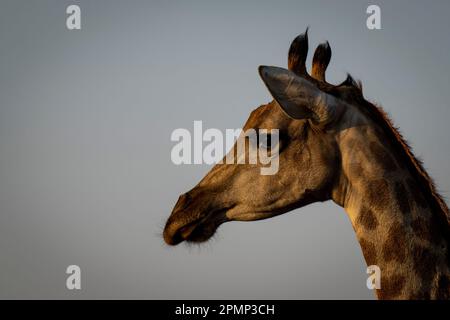 Gros plan d'une femelle girafe du Sud (Giraffa giraffa angolensis) faisant face à gauche dans le parc national de Chobe ; Chobe, Botswana Banque D'Images