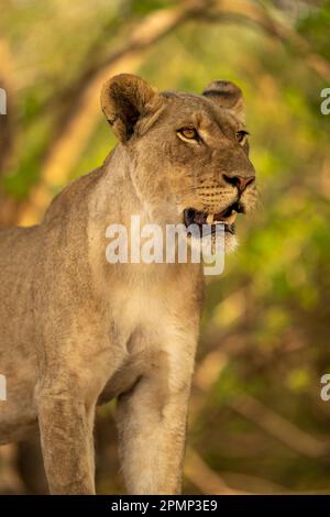 Gros plan de Lionne (Panthera leo) debout avec la bouche ouverte par des buissons enchevêtrés dans le parc national de Chobe ; Chobe, Botswana Banque D'Images