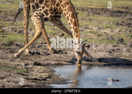 Gros plan d'une girafe du Sud mâle (Giraffa giraffa angolensis) buvant dans le parc national de Chobe ; Chobe, Botswana Banque D'Images