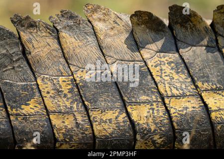 Gros plan des écailles de crocodile du Nil (Crocodylus niloticus) sur la queue, Parc national de Chobe ; Chobe, Botswana Banque D'Images
