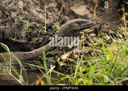 Gros plan du moniteur du Nil (Varanus niloticus) dans le chenal herbeux du parc national de Chobe ; Chobe, Botswana Banque D'Images