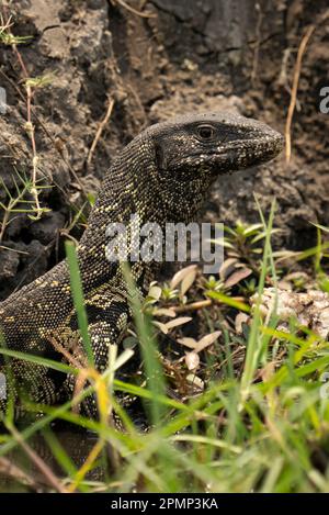 Gros plan du moniteur du Nil (Varanus niloticus) dans un fossé herbeux du parc national de Chobe ; Chobe, Botswana Banque D'Images