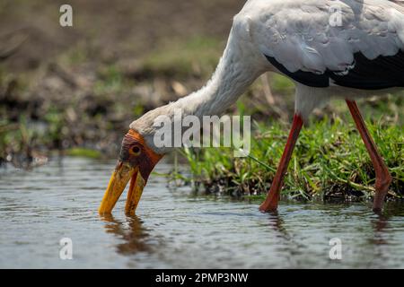 Gros plan de la cigogne à bec jaune (Mycteria ibis) buvant de la rivière dans le parc national de Chobe ; Chobe, Botswana Banque D'Images