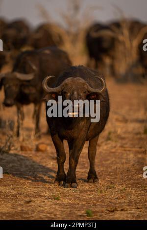 Une femelle buffle du Cap (Syncerus caffer) se tient face à la mastication de caméras dans le parc national de Chobe ; Chobe, Botswana Banque D'Images