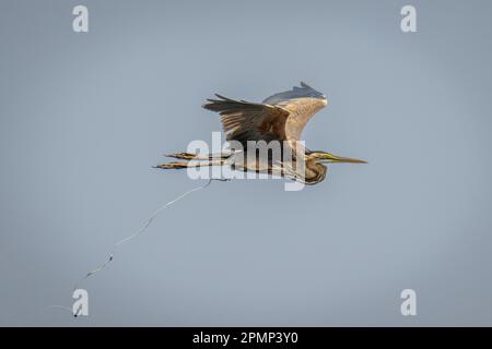 Goliath heron (Ardea goliath) brape en volant dans le parc national de Chobe; Chobe, Botswana Banque D'Images