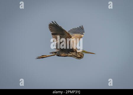 Goliath Heron (Ardea goliath) vole dans un ciel bleu parfait dans le parc national de Chobe; Chobe, Botswana Banque D'Images