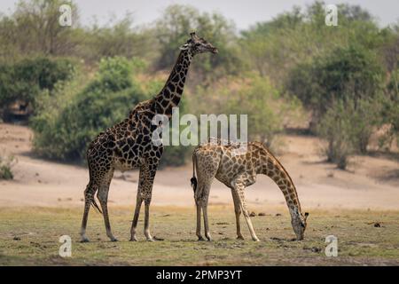 La girafe du Sud femelle (Giraffa giraffa angolensis) pèse à côté des mâles dans le parc national de Chobe ; Chobe, Botswana Banque D'Images