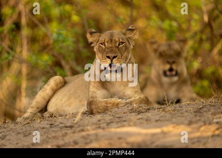 La lionne (Panthera leo) se trouve avec la bouche ouverte de la caméra d'observation dans le parc national de Chobe ; Chobe, Botswana Banque D'Images