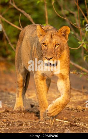 La lionne (Panthera leo) se promène dans les buissons sur un sol sablonneux dans le parc national de Chobe ; Chobe, Botswana Banque D'Images