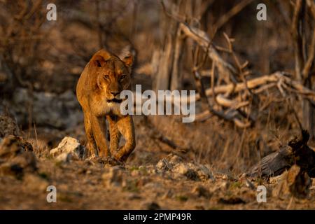 La lionne (Panthera leo) marche vers la caméra en descendant la pente rocheuse dans le parc national de Chobe ; Chobe, Botswana Banque D'Images