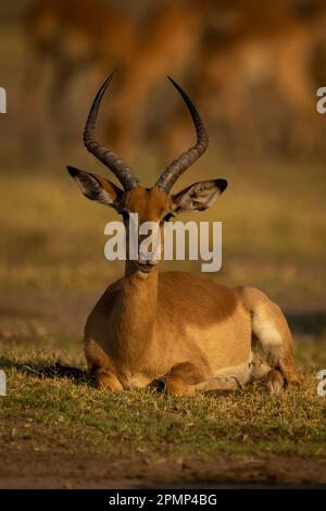 L'Impala commun mâle (Aepyceros melampus) se trouve en regardant la caméra dans le parc national de Chobe, Chobe, Botswana Banque D'Images