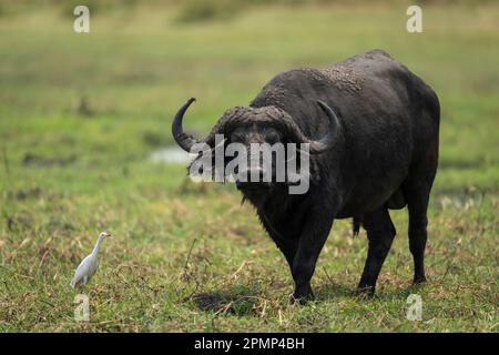 Le buffle mâle du Cap (Syncerus caffer) se dresse sur les berges d'herbe dans le parc national de Chobe ; Chobe, Botswana Banque D'Images