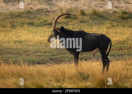 L'antilope de sable mâle (Hippotragus Niger) se tient de profil dans le parc national de Chobe, Chobe, Botswana Banque D'Images