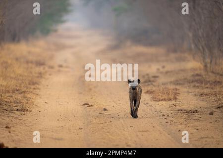 Hyène repérée (Crocuta crocuta) marchant le long de la piste vers caméra dans le parc national de Chobe ; Chobe, Botswana Banque D'Images