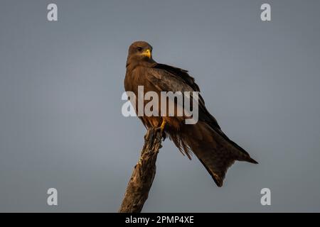 Cerf-volant à bec jaune (Milvus aegyptius) sur la caméra des montres de branche morte dans le parc national de Chobe ; Chobe, Botswana Banque D'Images