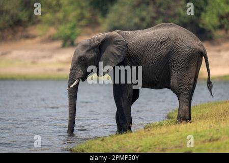 L'éléphant de brousse d'Afrique (Loxodonta africana) boit sur les berges herbeuses du parc national de Chobe ; Chobe, Botswana Banque D'Images