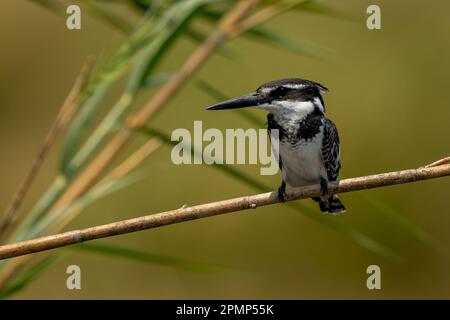 Kingfisher de pied africain (Ceryle rudis) avec feu de campagne sur la branche dans le parc national de Chobe ; Chobe, Botswana Banque D'Images