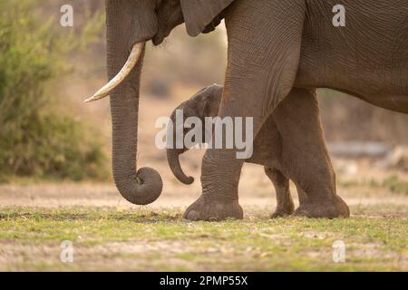 Bébé éléphant de brousse africain (Loxodonta Africana) debout derrière sa mère ; Chobe, Botswana Banque D'Images