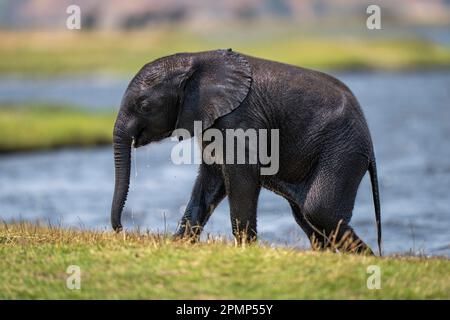 Bébé éléphant de brousse d'Afrique (Loxodonta africana) marche sur la rive dans le parc national de Chobe ; Chobe, Botswana Banque D'Images