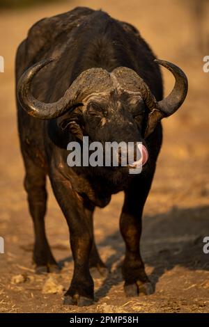 Le buffle du Cap (Syncerus caffer) se dresse les lèvres léchant sur le sable dans le parc national de Chobe ; Chobe, Botswana Banque D'Images