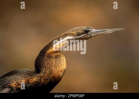 Gros plan de la tête et du cou du dard africain (Anhinga rufa) dans le parc national de Chobe ; Chobe, Botswana Banque D'Images