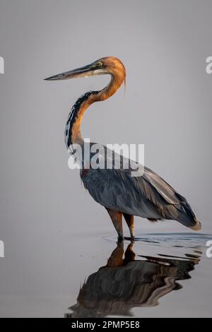 Le héron Goliath (Ardea goliath) se reflète dans les bas fonds dans le parc national de Chobe ; Chobe, Botswana Banque D'Images