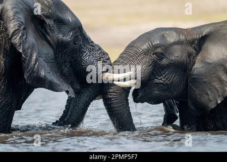 Gros plan de deux éléphants d'Afrique (Loxodonta africana) luttant dans une rivière dans le parc national de Chobe ; Chobe, Botswana Banque D'Images