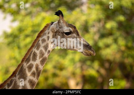 Gros plan de la girafe du Sud femelle (Giraffa giraffa angolensis) en profil dans le parc national de Chobe ; Chobe, Botswana Banque D'Images
