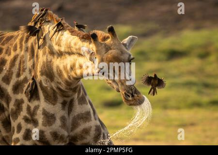 Gros plan d'une girafe du Sud femelle (Giraffa giraffa angolensis) dégouttant de sa bouche avec des oiseaux perchés dessus dans le parc national de Chobe ; Chobe, Botswana Banque D'Images