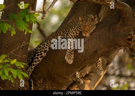 Le léopard (Panthera pardus) se trouve endormi à cheval sur une branche d'arbre dans le parc national de Chobe ; Chobe, Botswana Banque D'Images