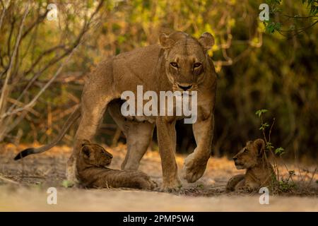 Lioness (Panthera leo) marche à côté de deux petits dans des buissons dans le parc national de Chobe; Chobe, Botswana Banque D'Images