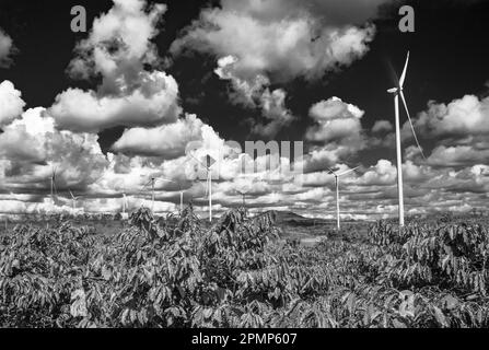 Éoliennes géantes vues derrière des caféiers qui poussent dans la province de Gia Lai, dans les Highlands centraux du Vietnam. Banque D'Images