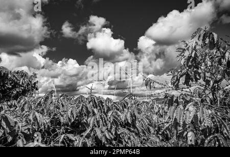 Éoliennes géantes vues derrière des caféiers qui poussent dans la province de Gia Lai, dans les Highlands centraux du Vietnam. Banque D'Images