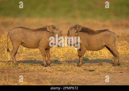 Deux phacochères communs (Phacochoerus africanus) se tournent vers la caméra dans le parc national de Chobe ; Chobe, Botswana Banque D'Images