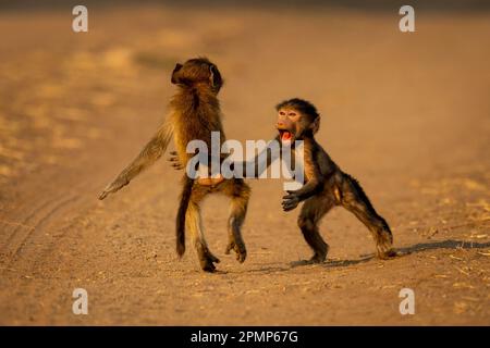 Deux babouins Chacma (Papio ursinus) jouant sur la piste dans le parc national de Chobe ; Chobe, Botswana Banque D'Images